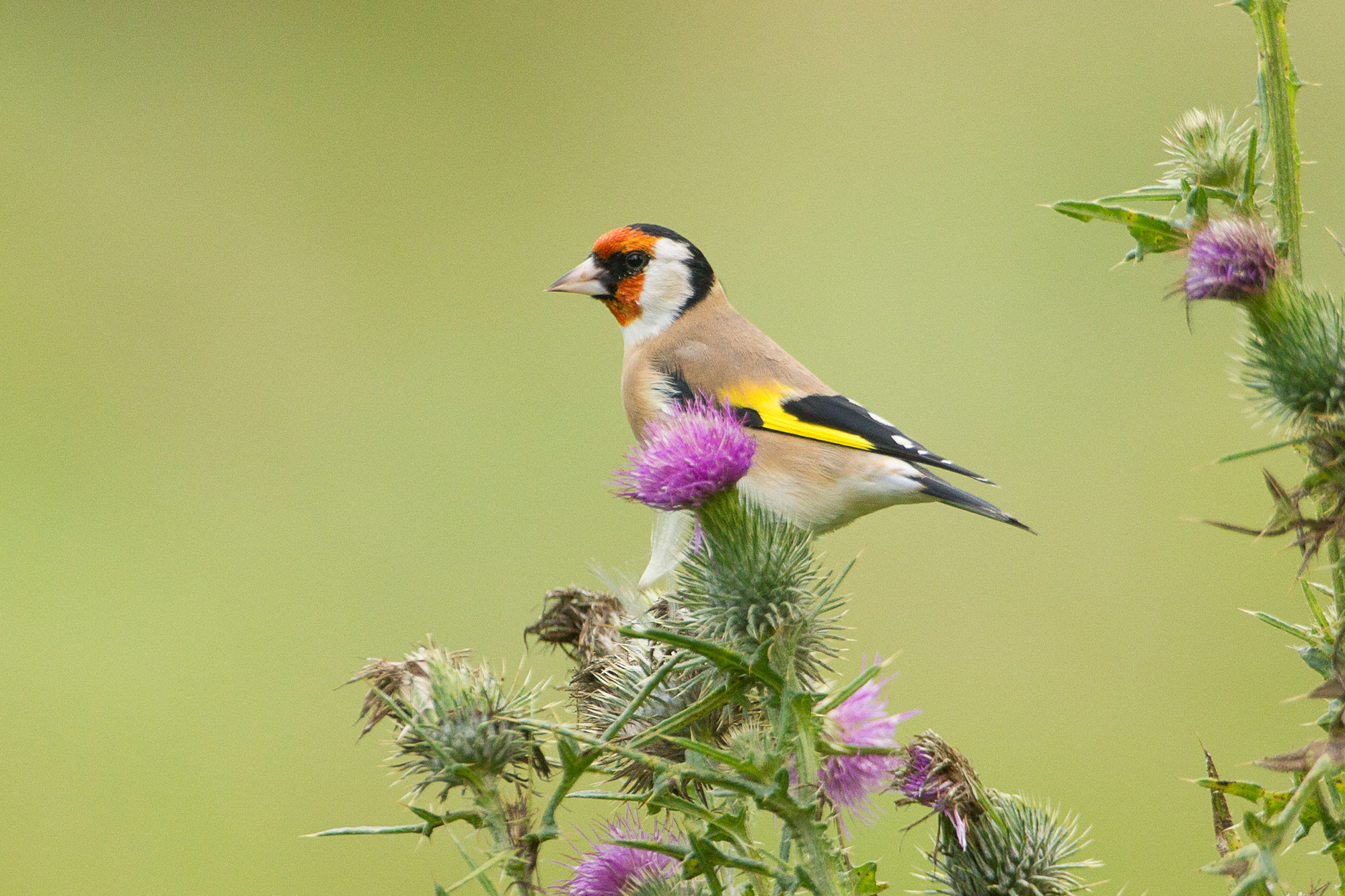 Vogelfreundlicher Garten Anmeldung ihres Gartens LBV